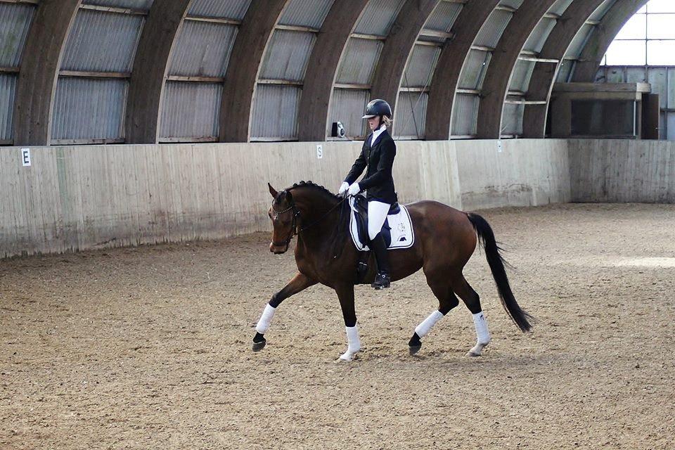 Dansk Varmblod Baunehøjens Florida billede 19