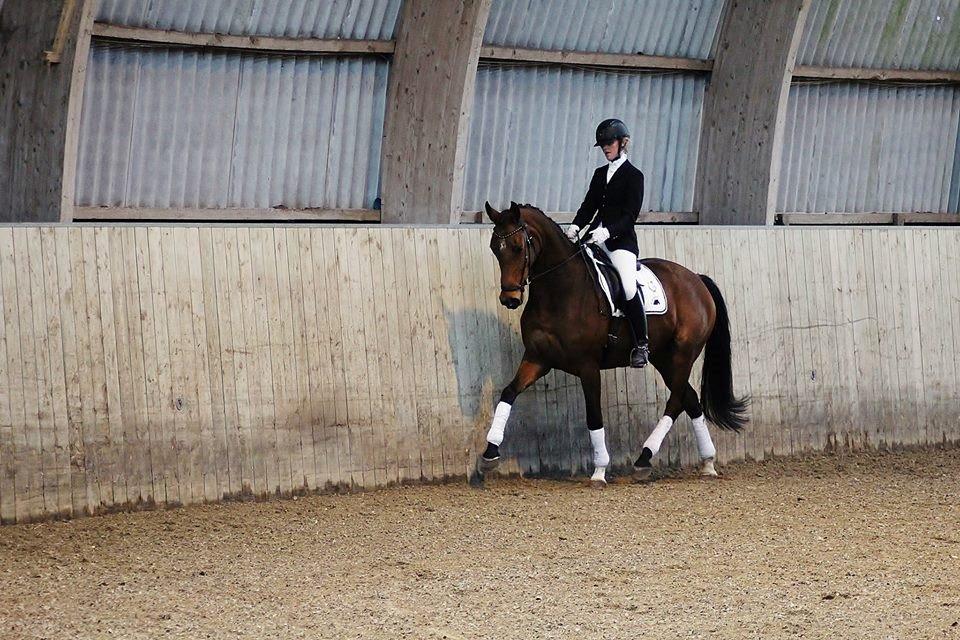 Dansk Varmblod Baunehøjens Florida billede 20