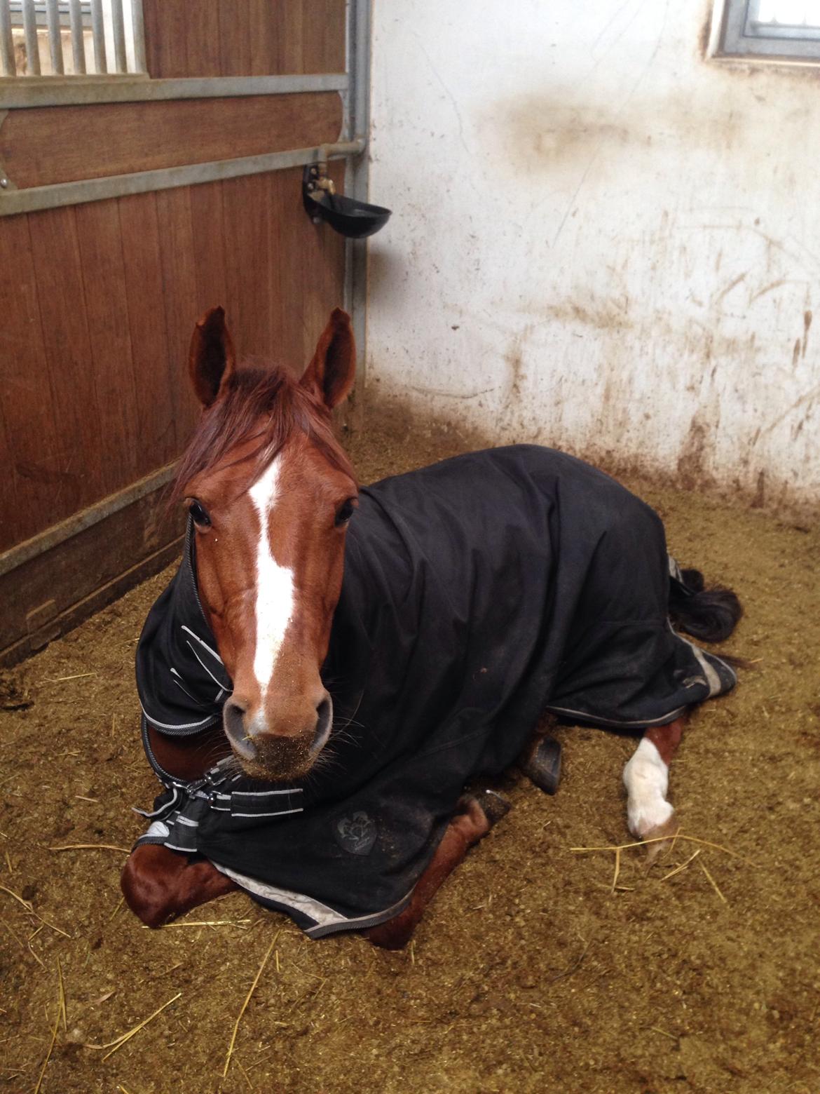 DSP Hedemands Choice billede 12