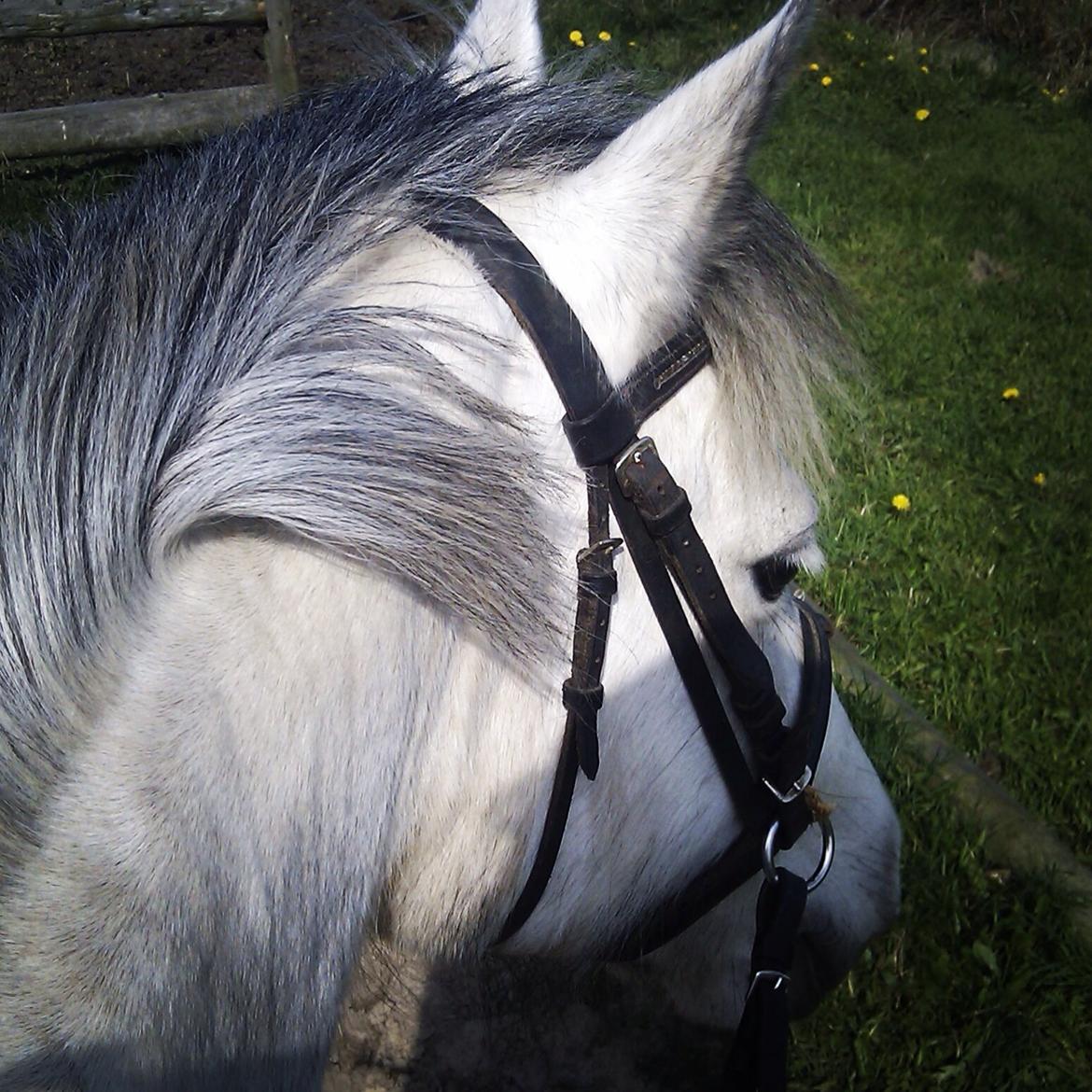 Connemara Maskenkols Honey Pie billede 2