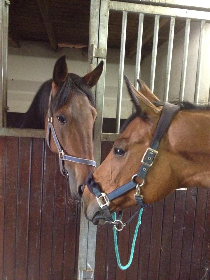 Hollandsk Varmblod Ruby - Sammen med sin bedsteven igen som forlod i December :) billede 36