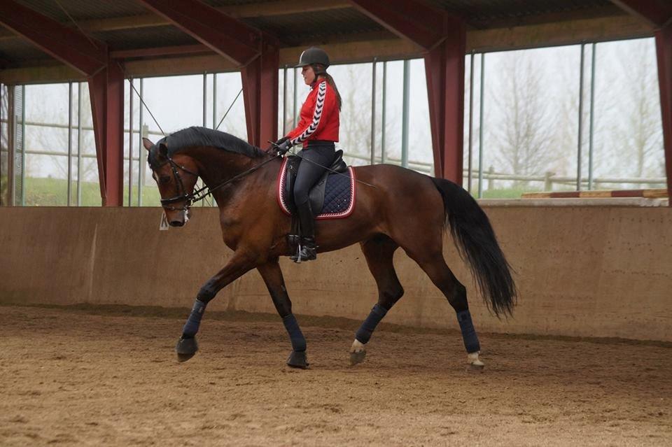 Dansk Varmblod Entertainer billede 17