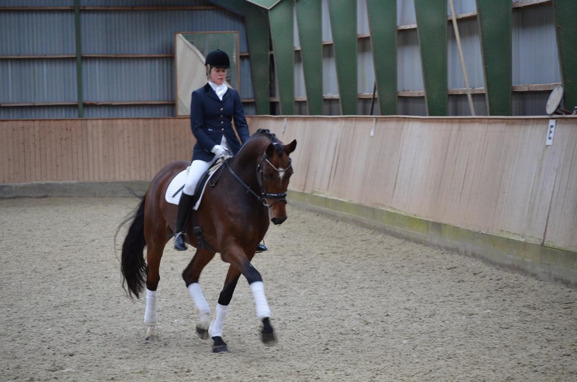 Dansk Varmblod Entertainer billede 8