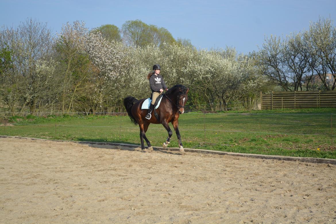 Hollandsk Varmblod Za-Zar - 22 april 2014 billede 10