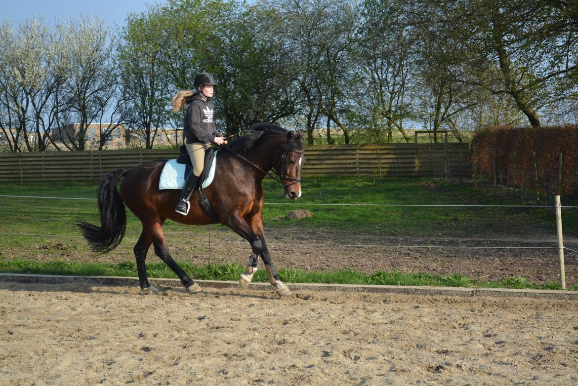 Hollandsk Varmblod Za-Zar - Forår 2014 billede 11