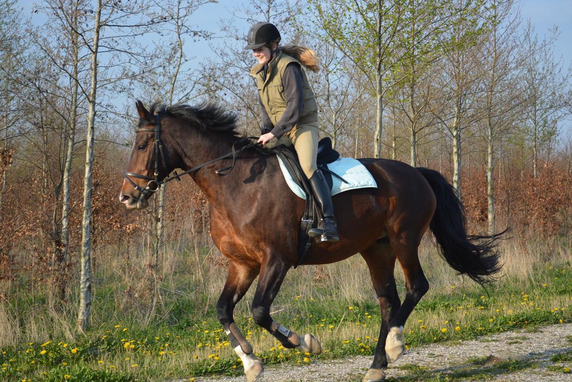 Hollandsk Varmblod Za-Zar - Forår 2014 billede 12