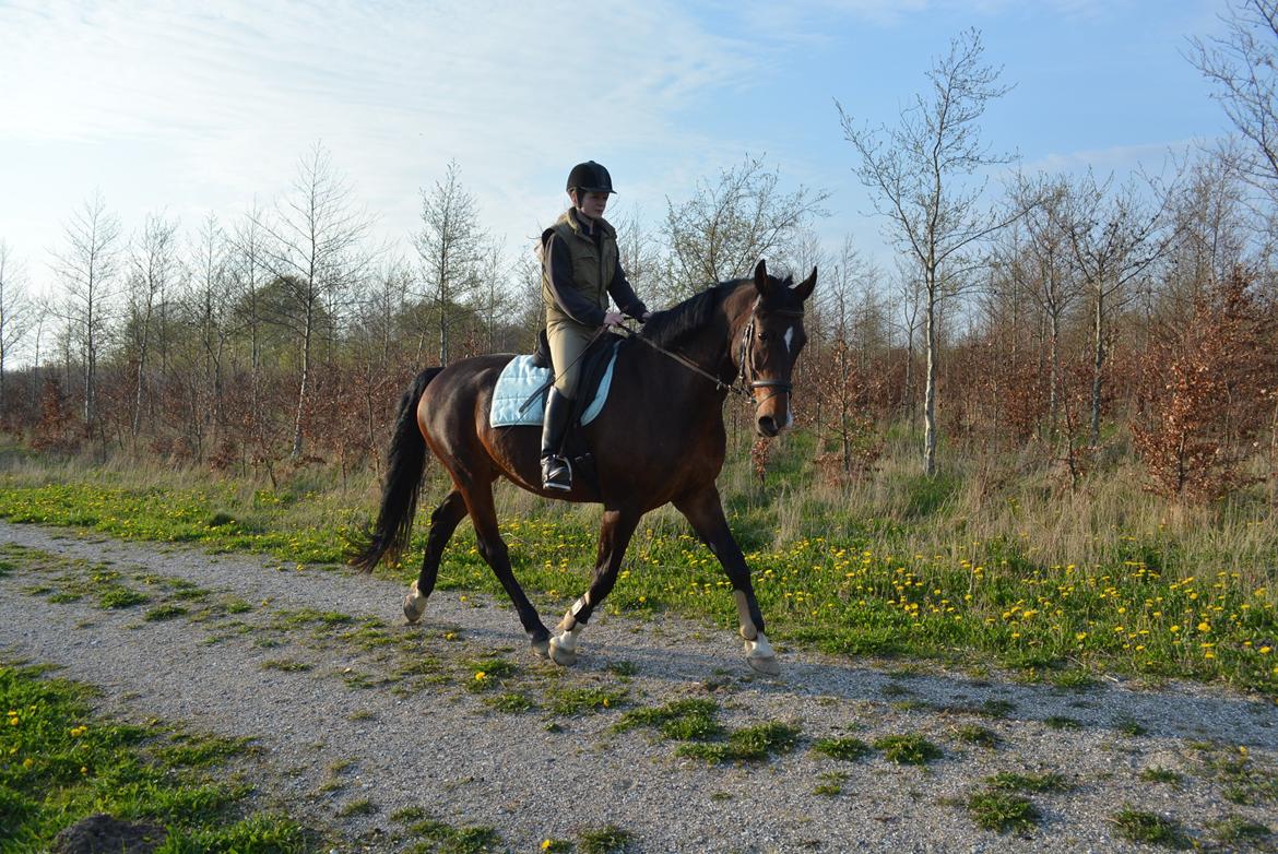 Hollandsk Varmblod Za-Zar - Lidt seriøst på skovturen ? billede 13