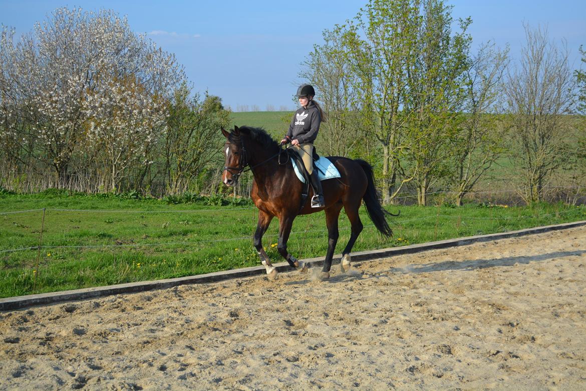 Hollandsk Varmblod Za-Zar - Za-Zar og Janni april 2014 billede 9