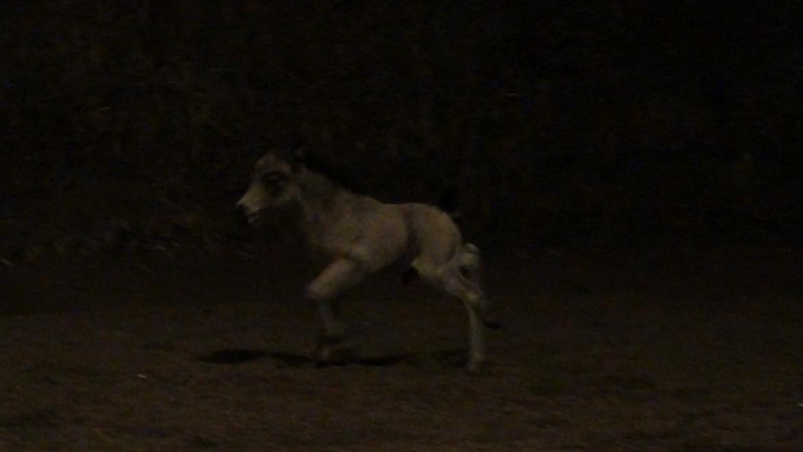 Belgisk Miniature Høgilds INKYS Golden Romance billede 7