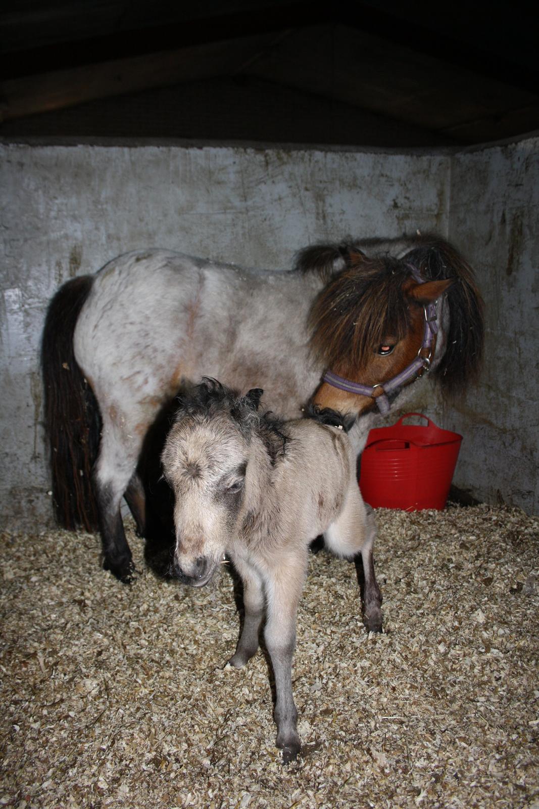 Belgisk Miniature Høgilds INKYS Golden Romance billede 12