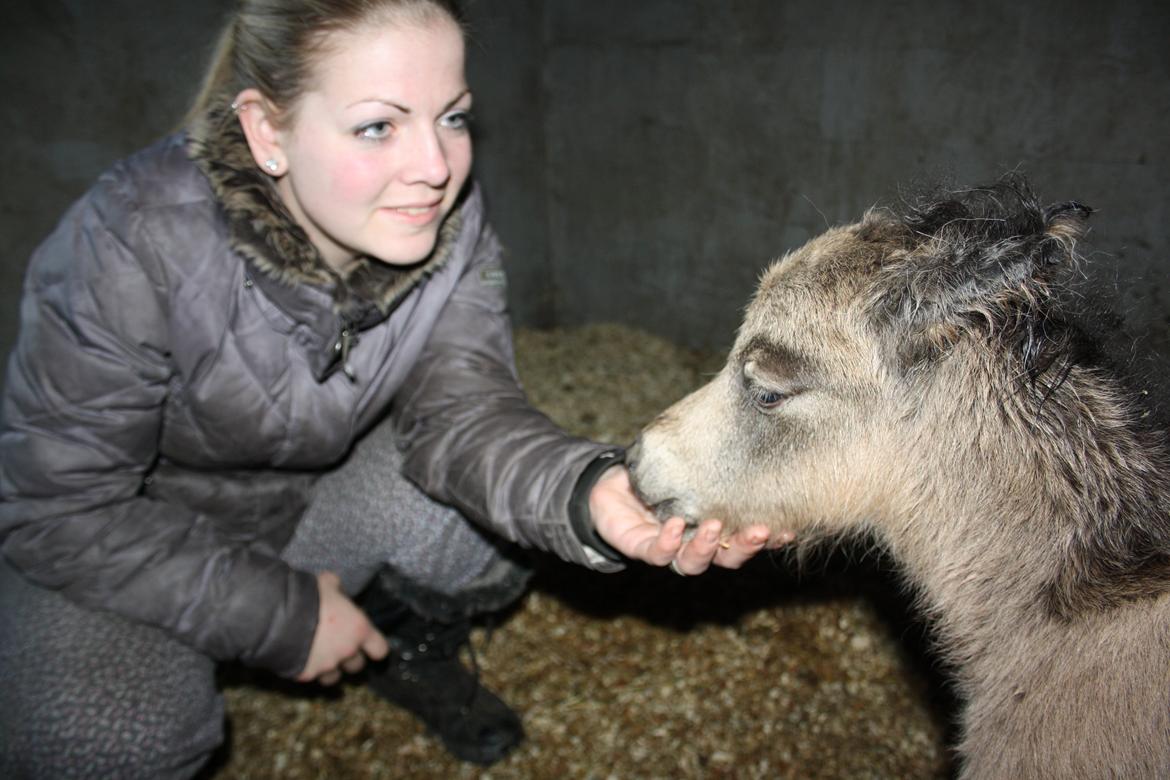 Belgisk Miniature Høgilds INKYS Golden Romance billede 13