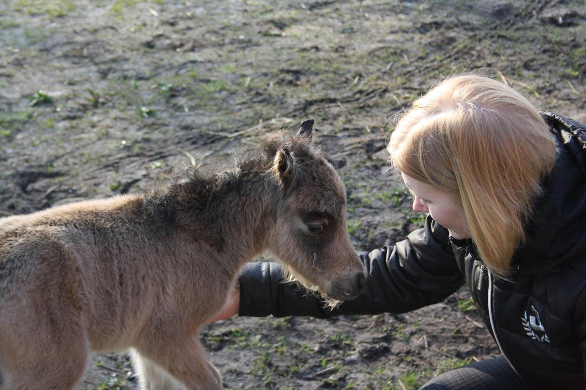 Belgisk Miniature Høgilds INKYS Golden Romance billede 19