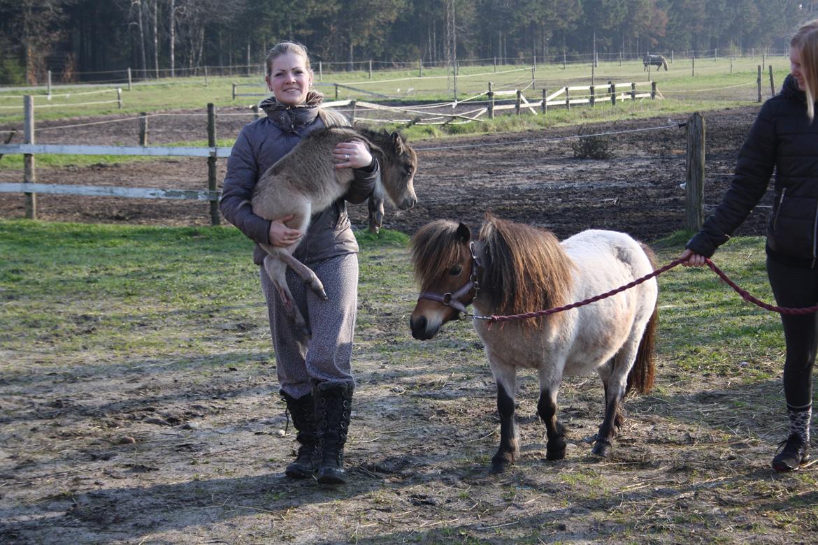 Belgisk Miniature Høgilds INKYS Golden Romance billede 24