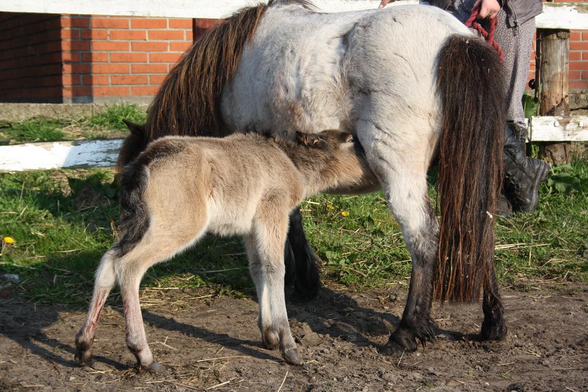 Belgisk Miniature Høgilds INKYS Golden Romance billede 26