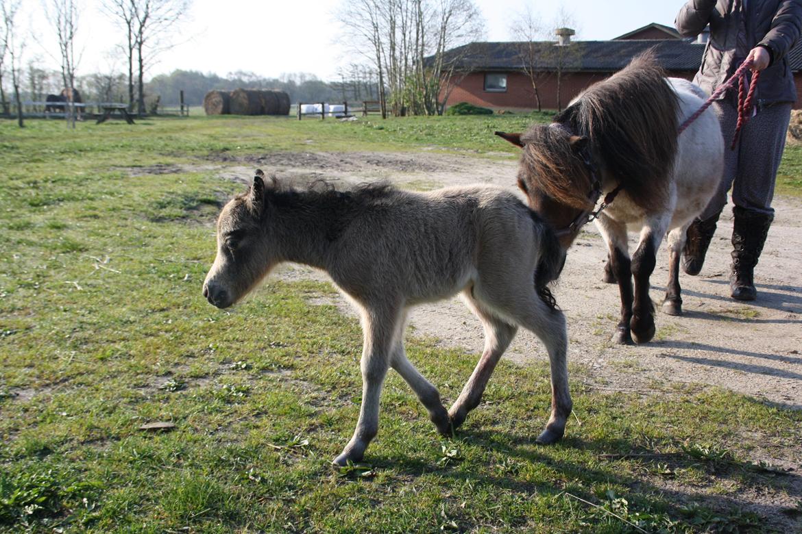 Belgisk Miniature Høgilds INKYS Golden Romance billede 28
