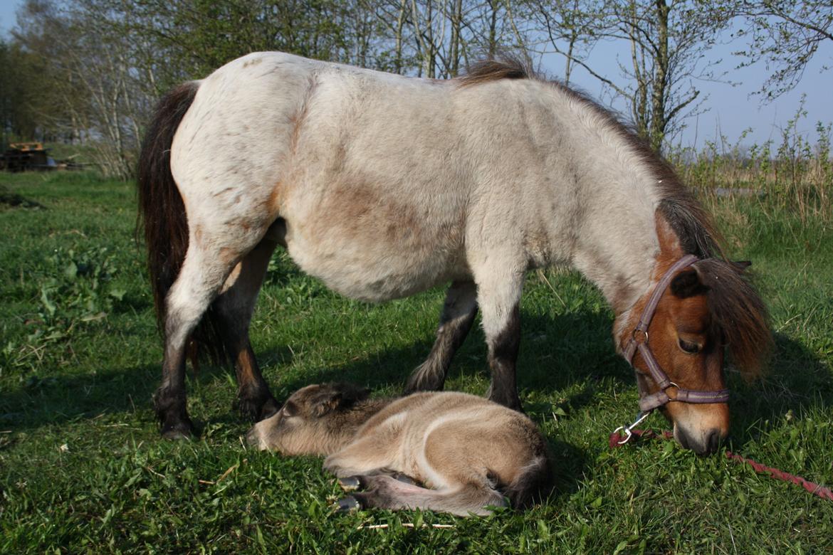 Belgisk Miniature Høgilds INKYS Golden Romance billede 17