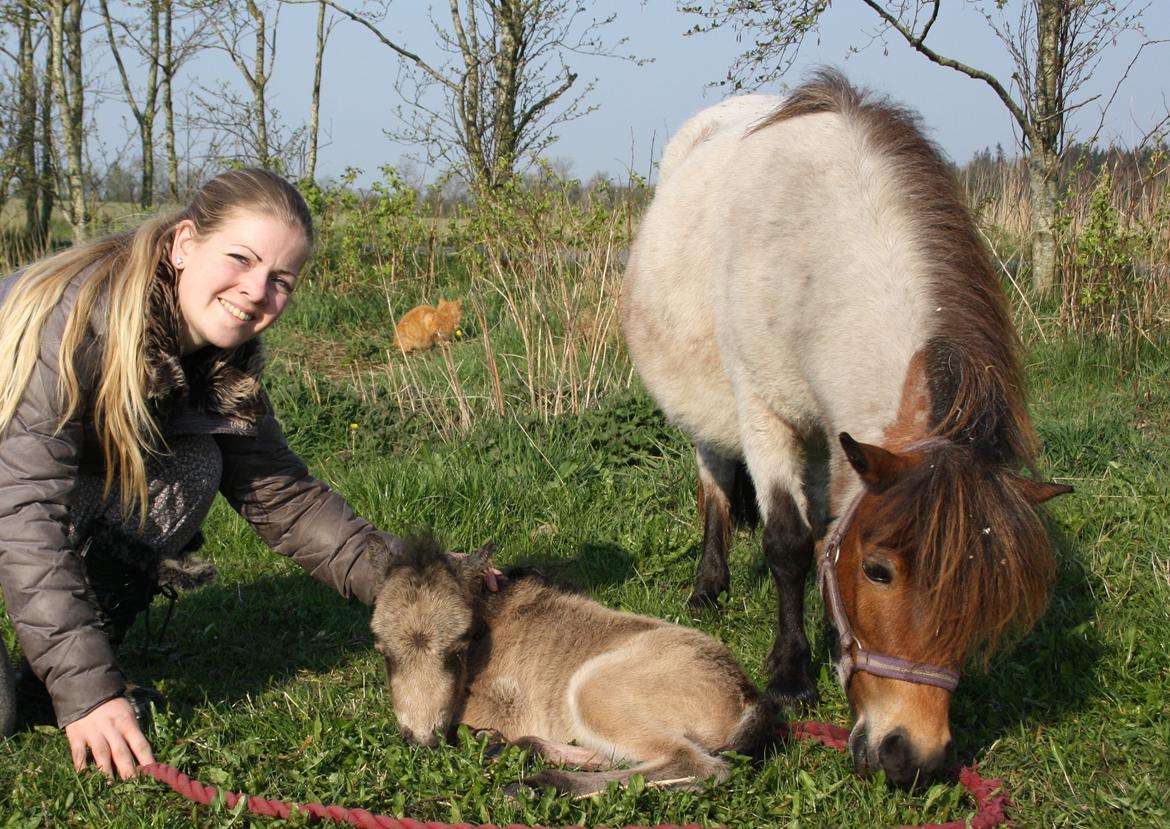 Belgisk Miniature Høgilds INKYS Golden Romance billede 31