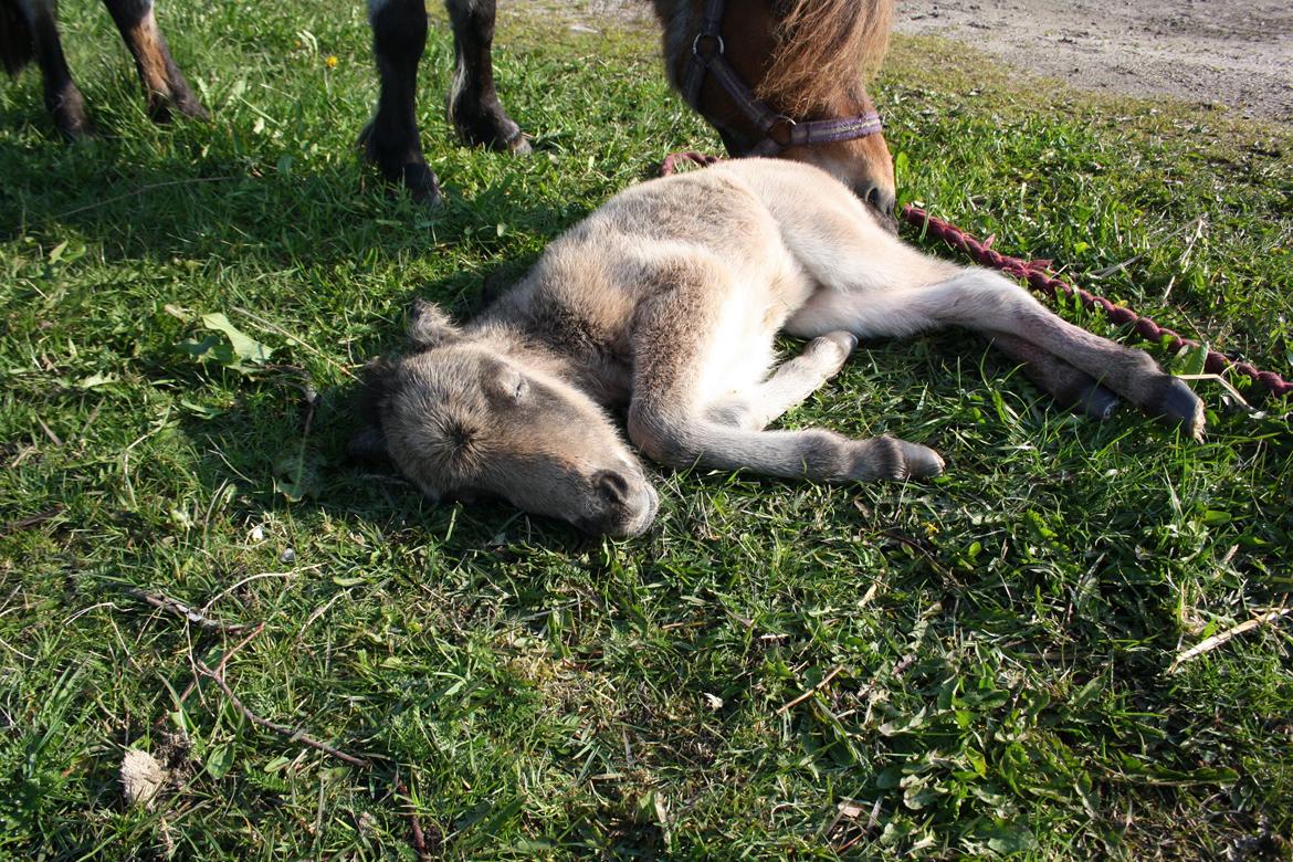 Belgisk Miniature Høgilds INKYS Golden Romance billede 20