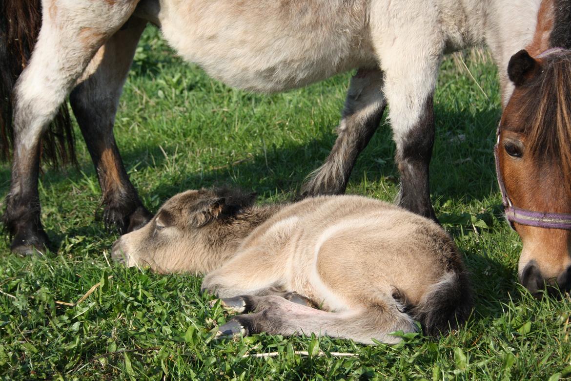 Belgisk Miniature Høgilds INKYS Golden Romance billede 9