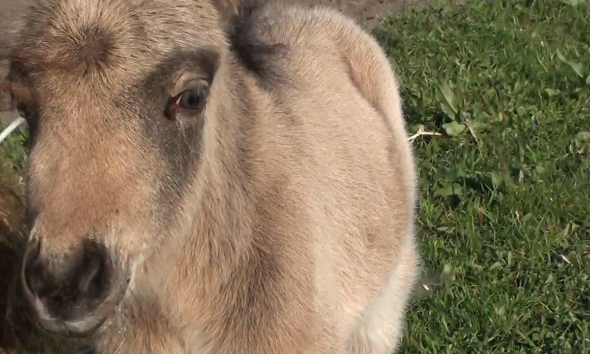 Belgisk Miniature Høgilds INKYS Golden Romance billede 33