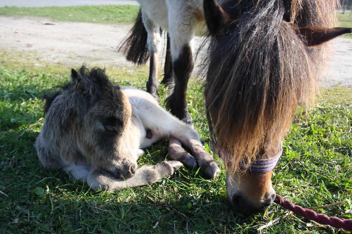 Belgisk Miniature Høgilds INKYS Golden Romance billede 32