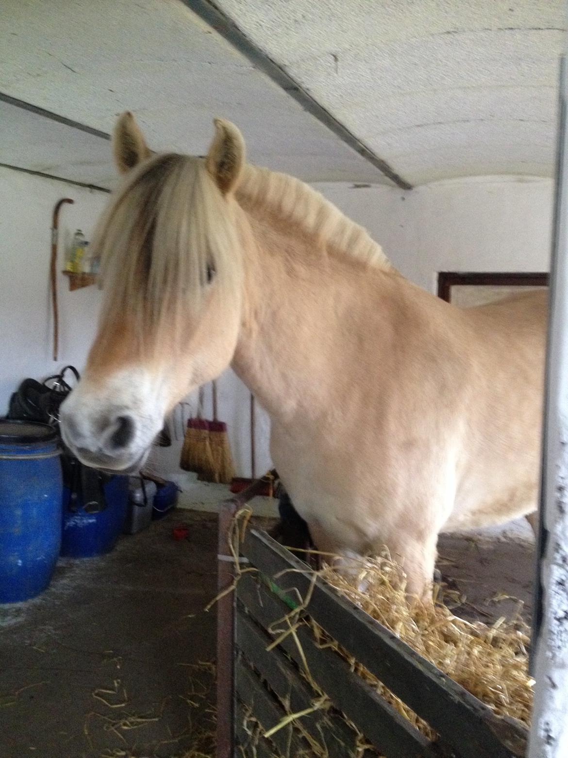 Fjordhest Tronkærs Pegasus billede 2