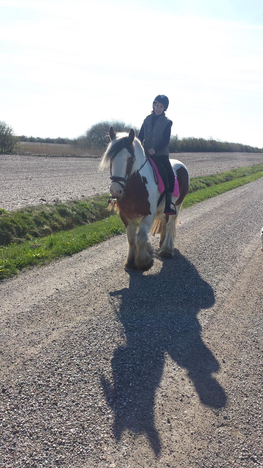 Irish Cob Kenzo's Lacrosse AKA Krølle billede 3