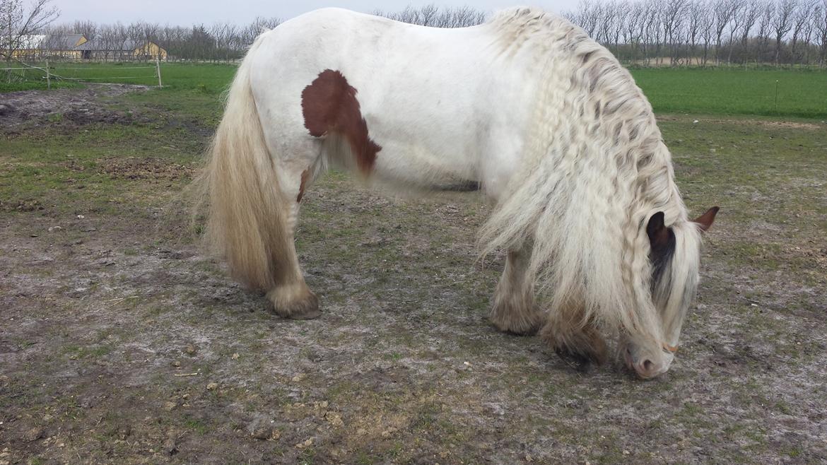 Irish Cob Kenzo's Lacrosse AKA Krølle billede 5