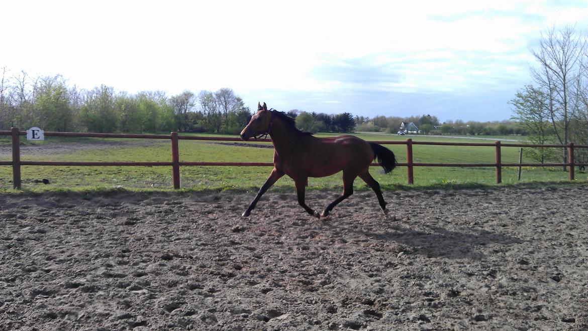 Dansk Varmblod Feldborgs Shanti billede 17