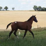 Knabstrupper Friis Secoya [min hund]