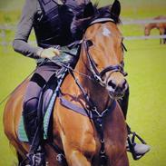 New Forest Firfod Frisind