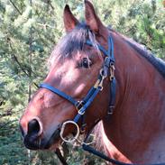 Anden særlig race Magne Gad