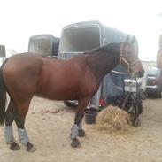 Anden særlig race Nyøstergaards Masai