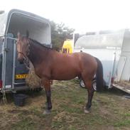 Anden særlig race Nyøstergaards Masai