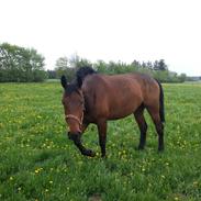 Anden særlig race Nyøstergaards Masai