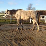 Arabisk fuldblod (OX) Magic Faxzeem