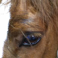 Anden særlig race Amigo