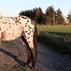 Hollandsk Miniature Diederik I