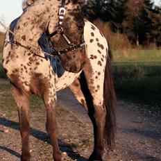 Hollandsk Miniature Diederik I