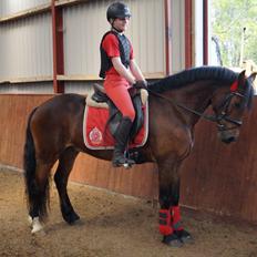 Welsh Cob (sec D) H. A´kato