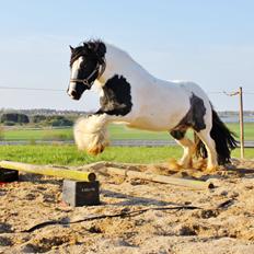 Tinker Lady Harmonie