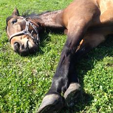 Fuldblod (XX) Trinity