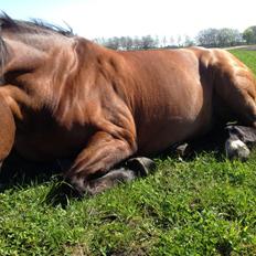 Dansk Varmblod Domingo F