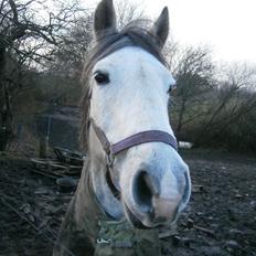 Anden særlig race Archi