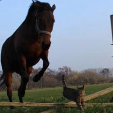 Fuldblod (XX) Trinity