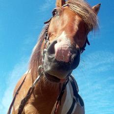 Anden særlig race Marusch