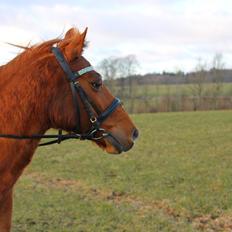 Anden særlig race Nepit