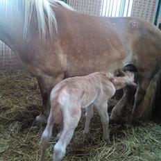 Haflinger Sweet Chili Søvej