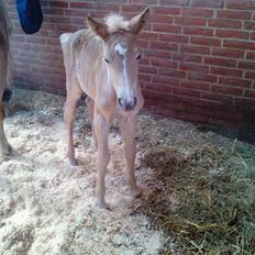 Haflinger Sweet Chili Søvej