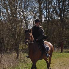 Irsk Sportspony Coillcru Flight